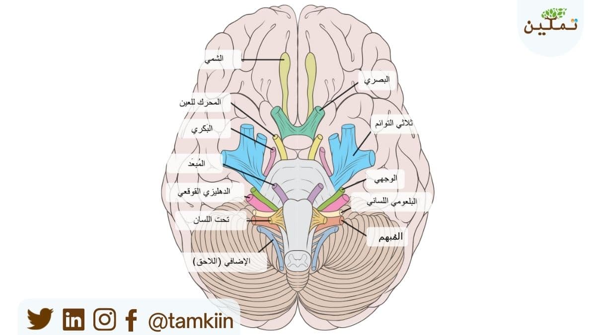 شلل الأعصاب القحفية