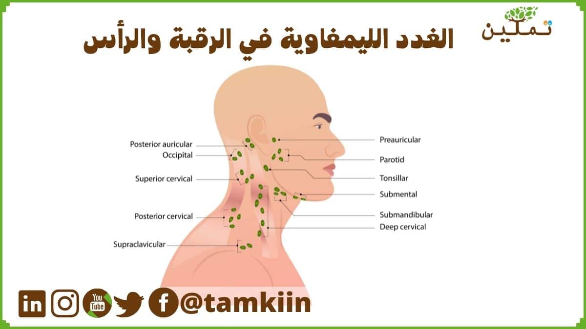 الغدد الليمفاوية